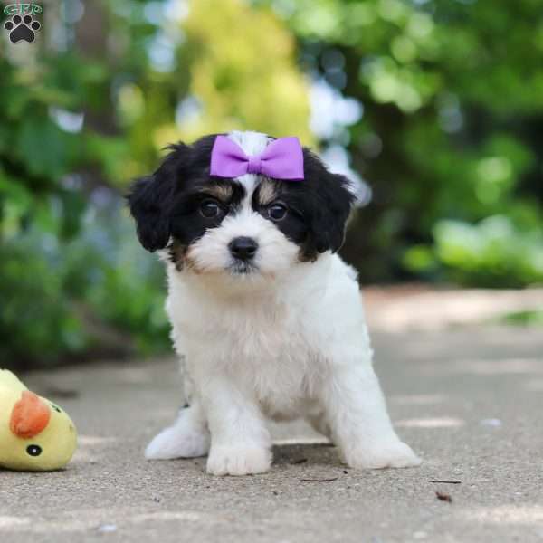 Darla, Cavachon Puppy